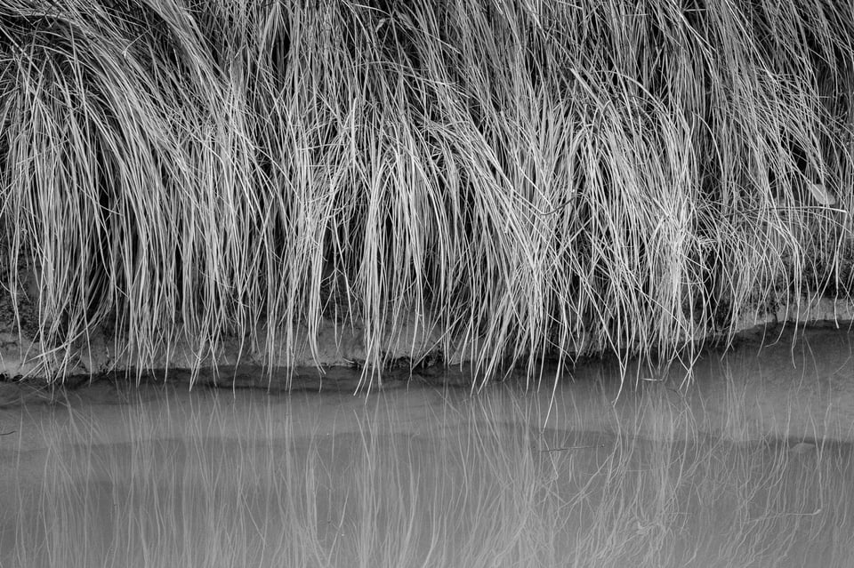 Verm-BW-Grass-Grand-Canyon-0402