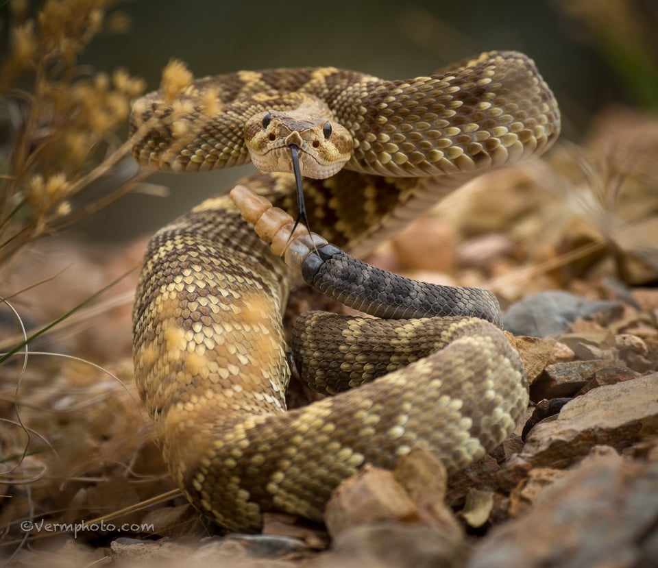 Verm-Black-tailed-Rattlesnake-Dripping-Springs-4855