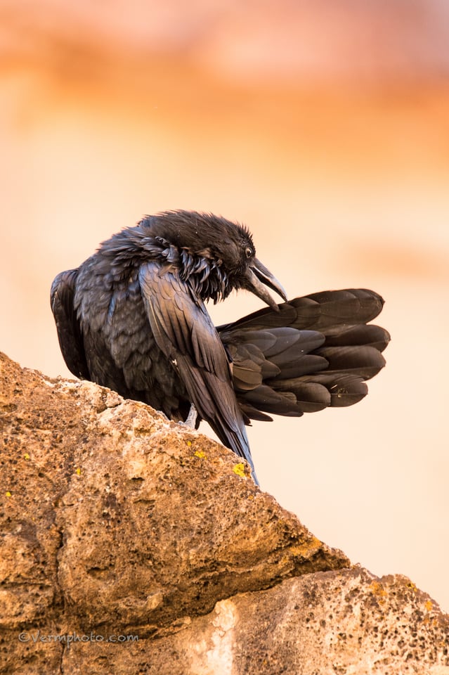 Verm-Common-Raven-Grand-Canyon-6329