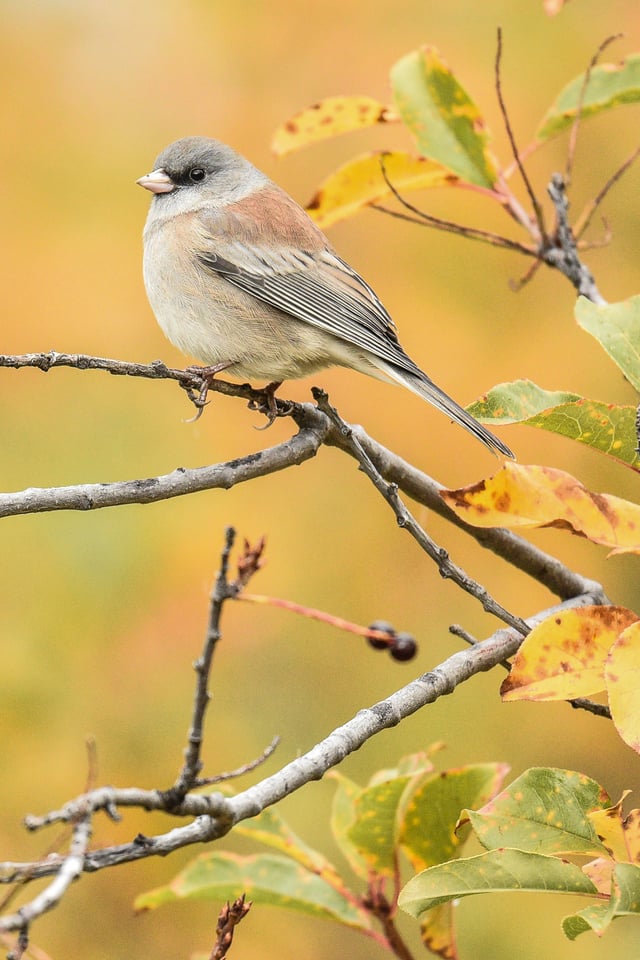 Verm-Dark-eyed-Junco-San-Juans-3192 Verm-Dark-eyed-Junco-San-Juans-3192