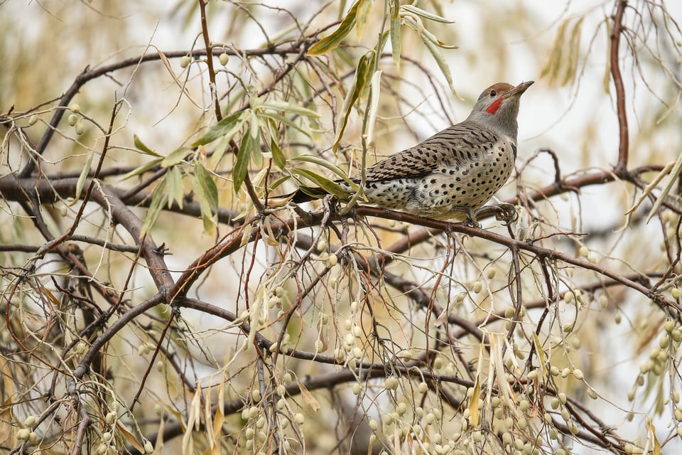 Verm-Flicker-San-Juans-1719