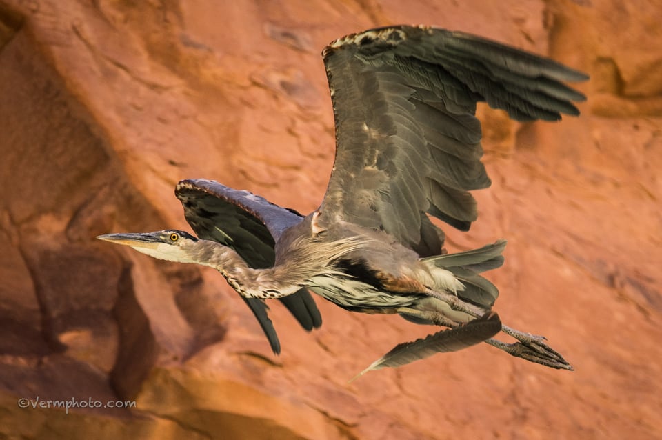 Verm-Great-Blue-Heron-Grand-Canyon-6685