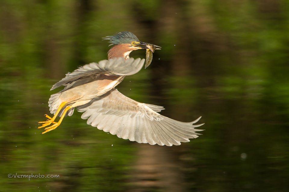 Verm-Green-Heron-Page-Springs-1992-2