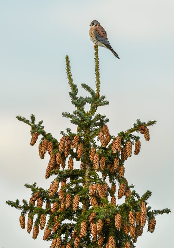 Verm-Kestrel-San-Juans-2638 Verm-Kestrel-San-Juans-2638