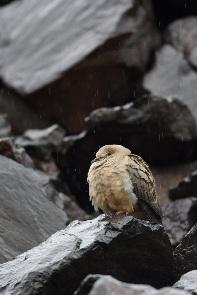 Verm-Mourning-Dove-San-Juans-1387 Verm-Mourning-Dove-San-Juans-1387