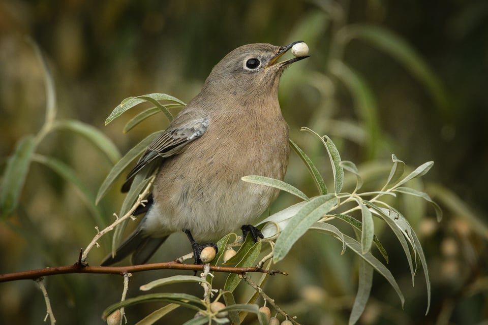 Verm-Mtn-Bluebird-San-Juans-3218