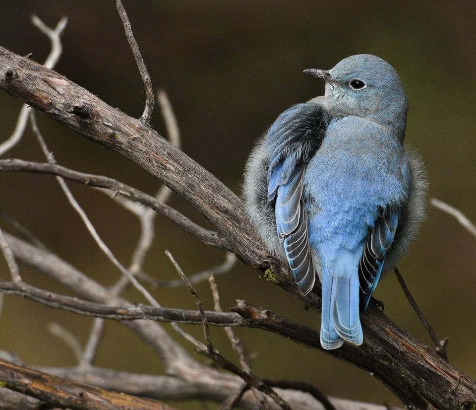 Verm-Mtn-Bluebird-San-Juans-3314 Verm-Mtn-Bluebird-San-Juans-3314