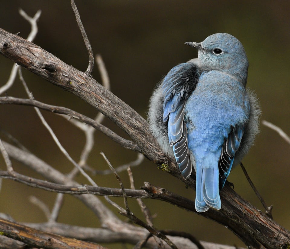 Verm-Mtn-Bluebird-San-Juans-3314