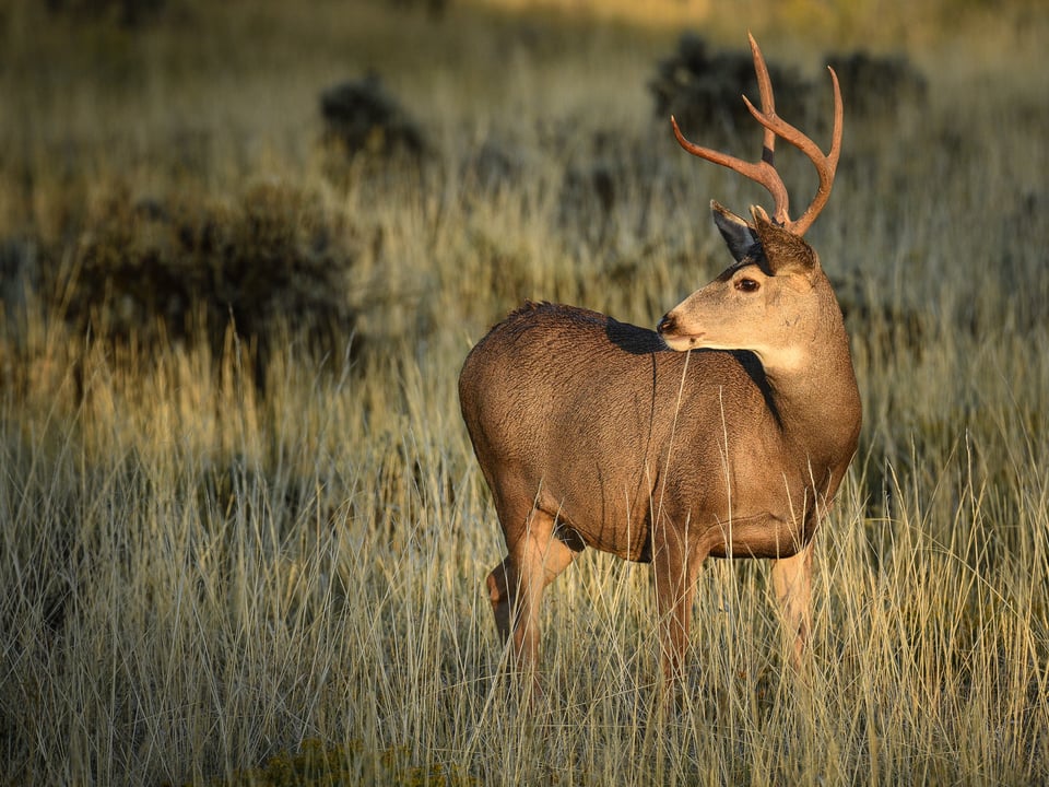 Verm-Mule-deer-San-Juans-3694 Verm-Mule-deer-San-Juans-3694