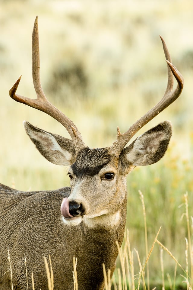Verm-Mule-deer-San-Juans-3724 Verm-Mule-deer-San-Juans-3724