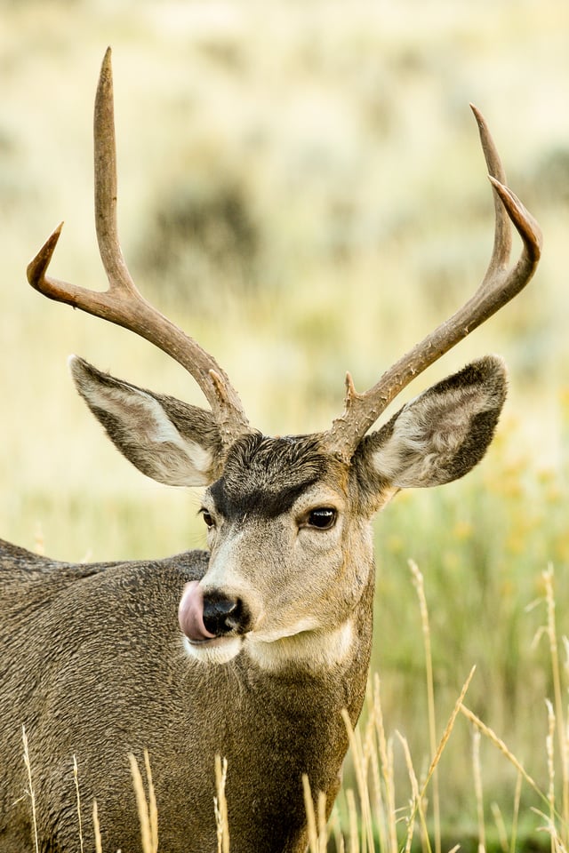 Verm-Mule-deer-San-Juans-3724