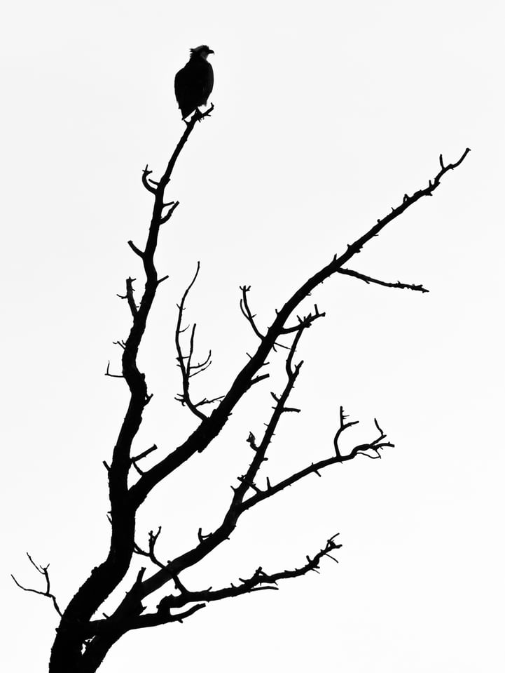 Verm-Osprey-silhouette-Kaibab Lake-1625