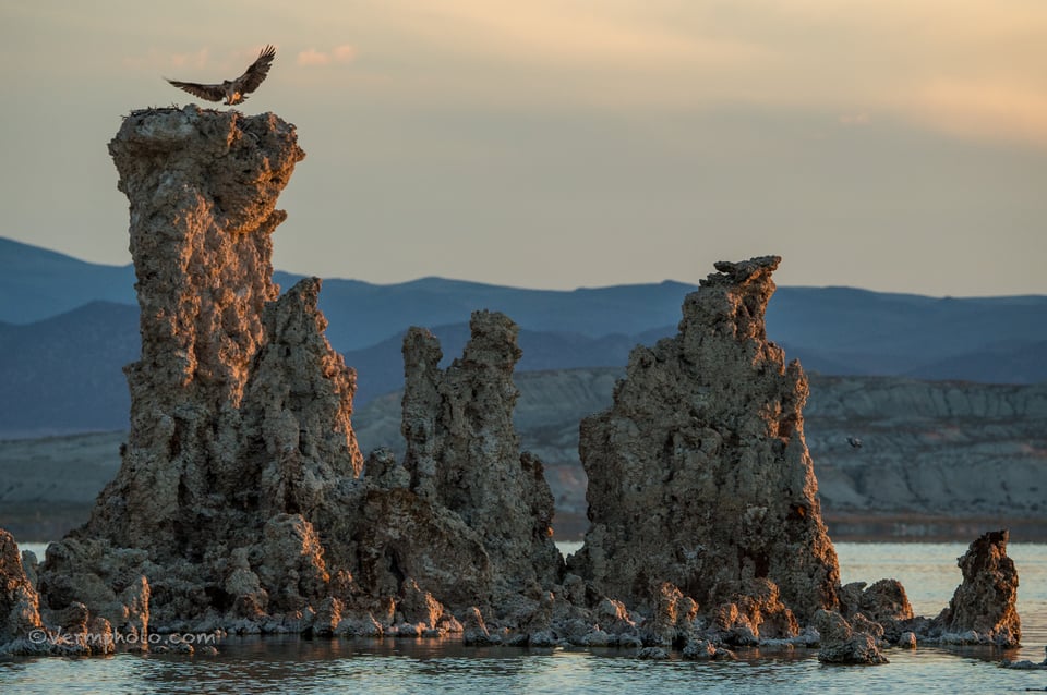 Verm-Osprey-tufa-Mono-Lake-1389-2