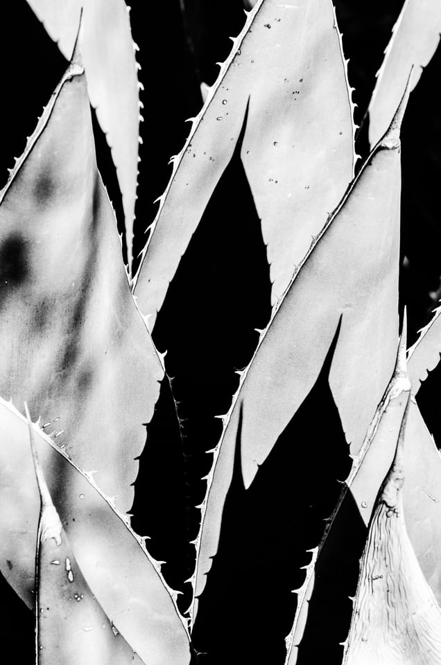 Verm-agave-Desert-Botanical-Garden-0705
