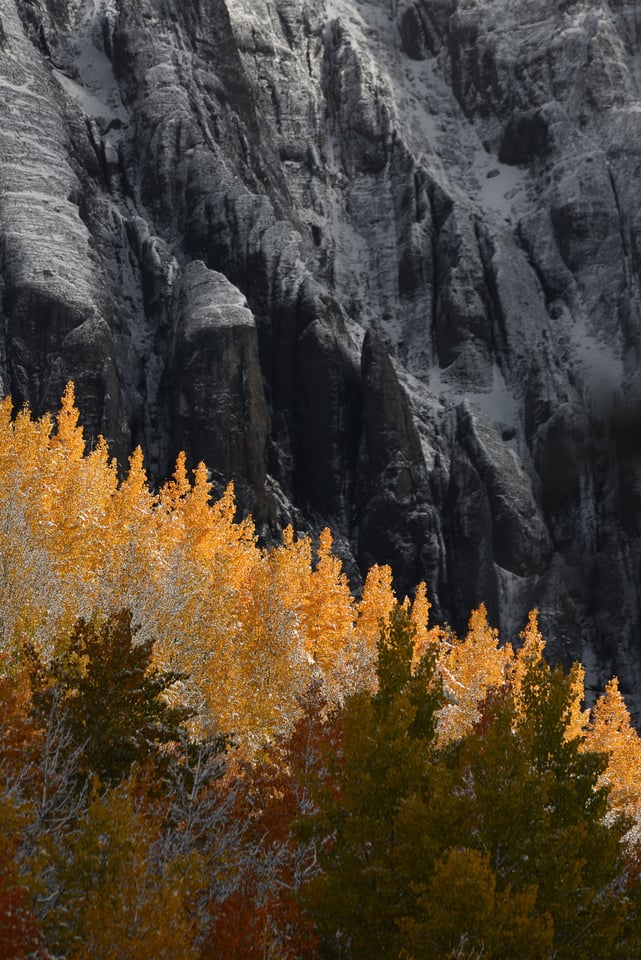 Verm-aspens-dark-cliff-San-Juans-1628