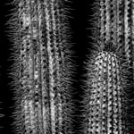 Verm-cactus-Desert-Botanical-Garden-0680