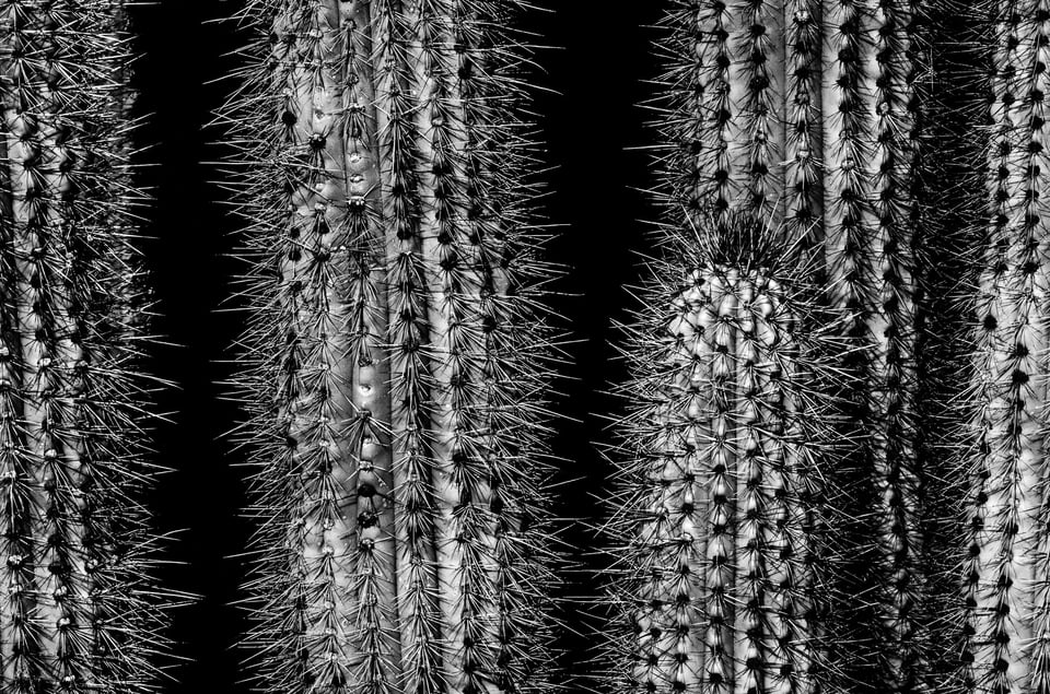 Verm-cactus-Desert-Botanical-Garden-0680