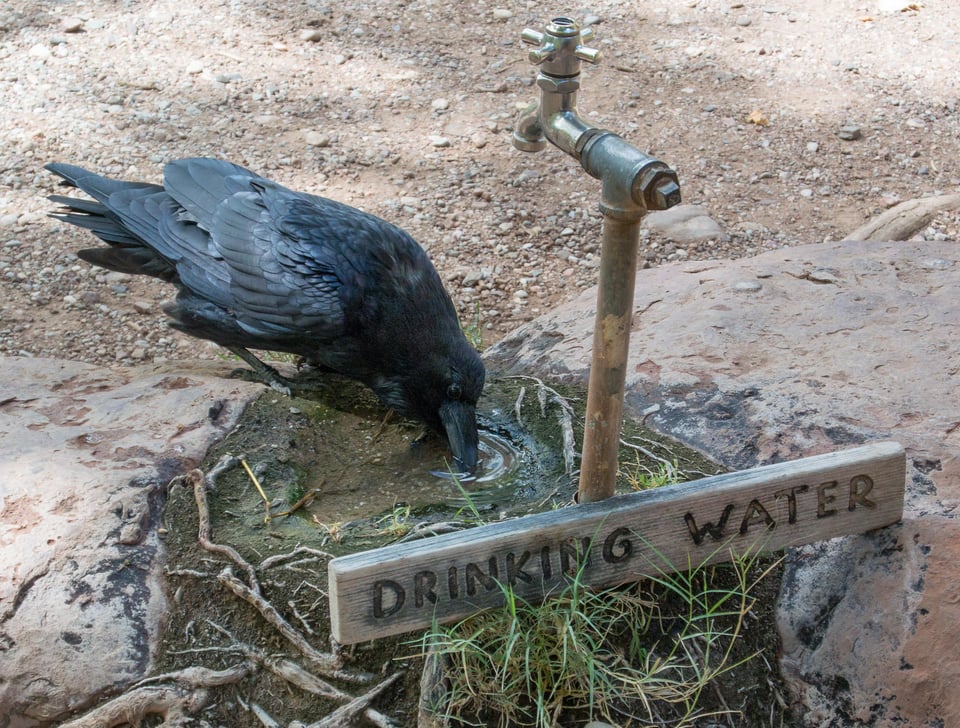 Verm-drinking-raven-Grand-Canyon-1265-2 Verm-drinking-raven-Grand-Canyon-1265-2