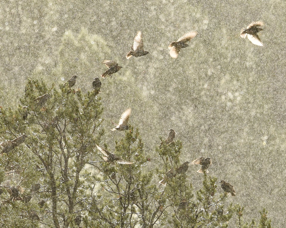 Verm-flock-in-rain-San-Juans-3448