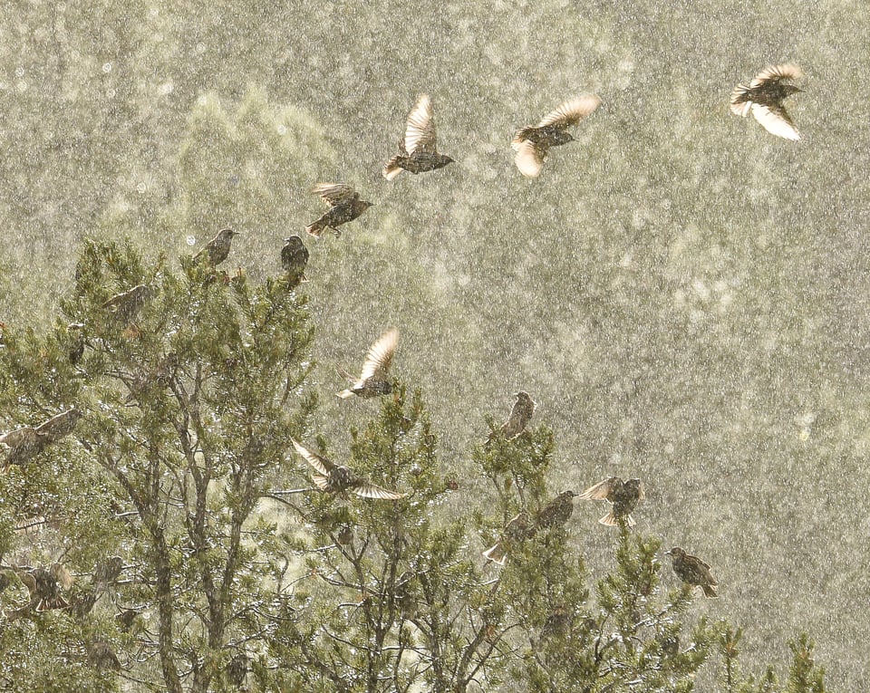 Verm-flock-in-rain-San-Juans-3448 Verm-flock-in-rain-San-Juans-3448