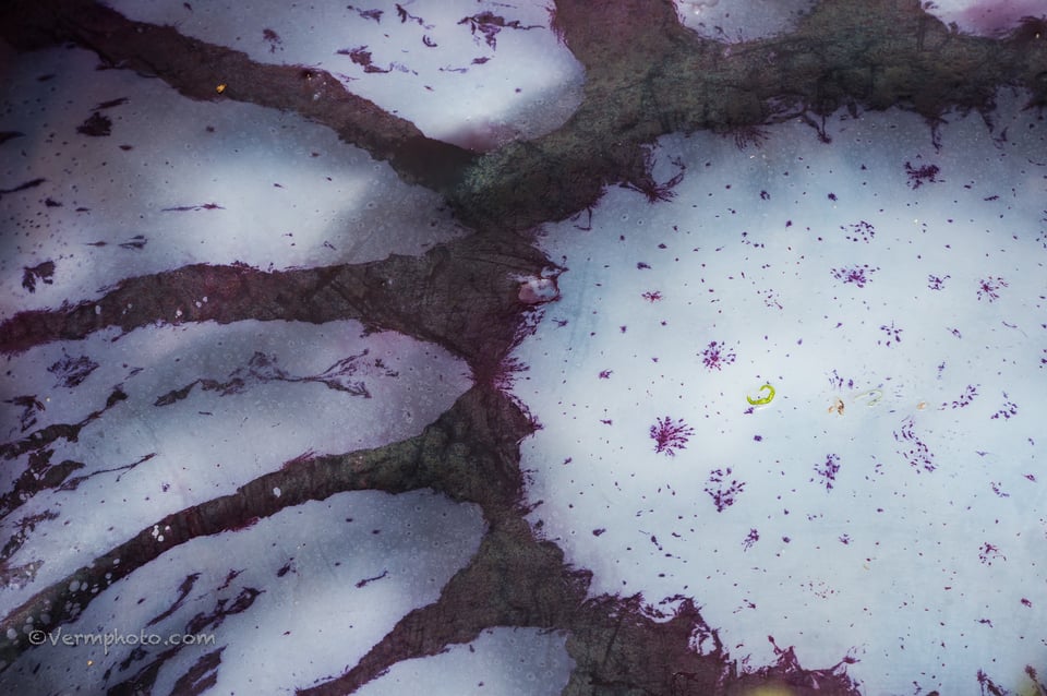 Verm-jellyfish-Elkhorn-Slough-5816