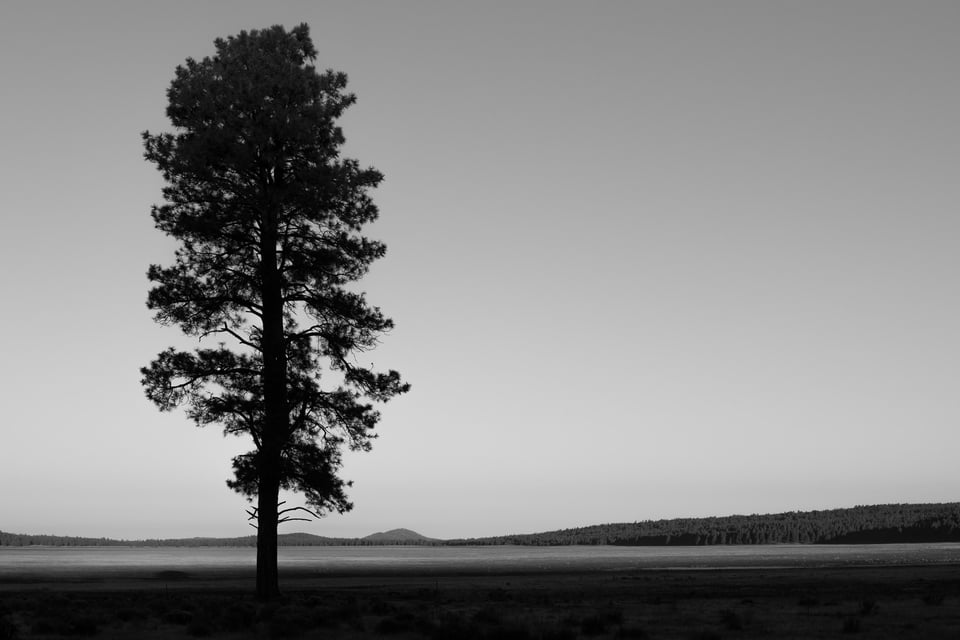 Verm-lone-pine-Rogers-Lake-1070