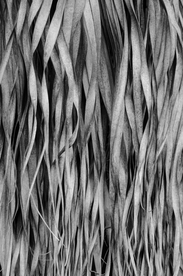 Verm-palm-detail-Koreshan-9432