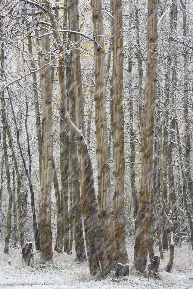 Verm-snow-streaks-San-Juans-1553 Verm-snow-streaks-San-Juans-1553