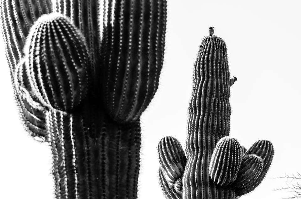 Verm-woodpeckers-Desert-Botanical-Garden-0493