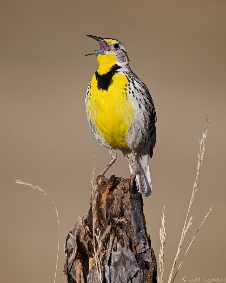 Western Meadowlark ISO 450 f_8 1_1000s 600mm