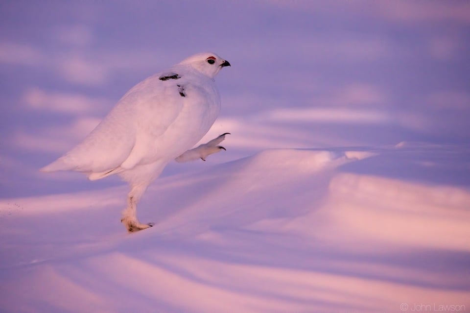 White-tailed Ptarmigan ISO 12800 f_6.3 1_1600s 400mm