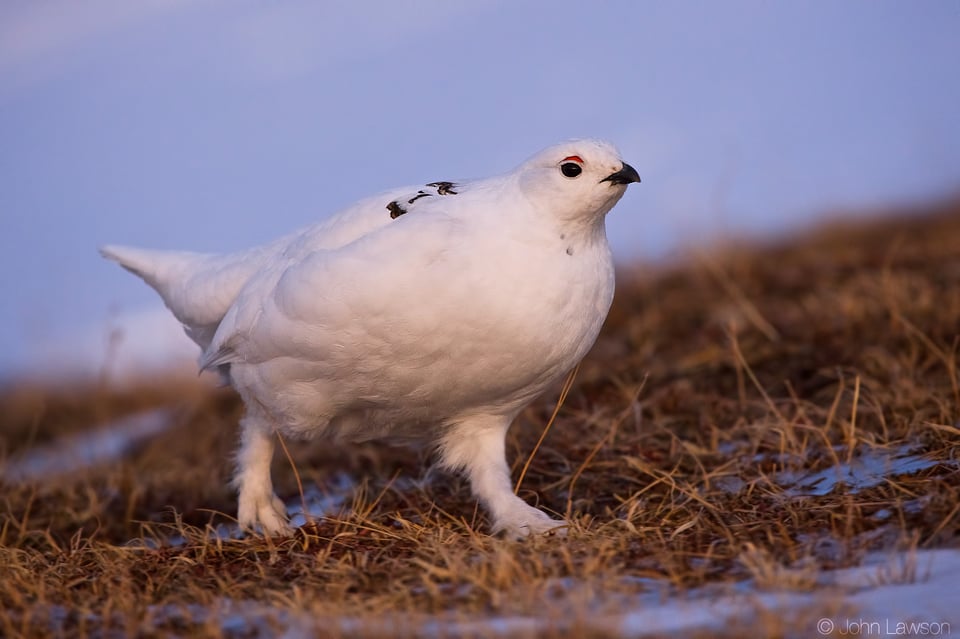 White-tailed Ptarmigan ISO 3600 f_5.6 1_1000s 400mm