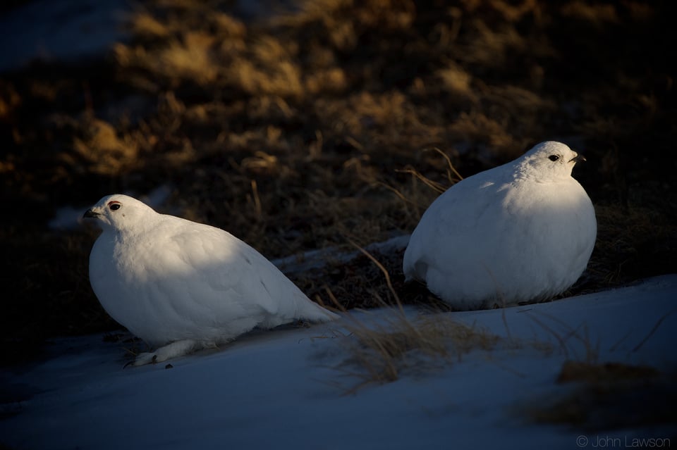 White-tailed Ptarmigan ISO 900 f_5.6 1_1000s 400mm