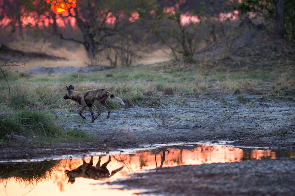 Wild Dog Sunrise