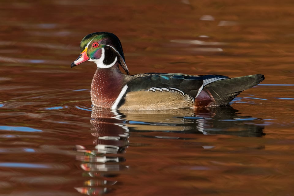 Wood Duck #1