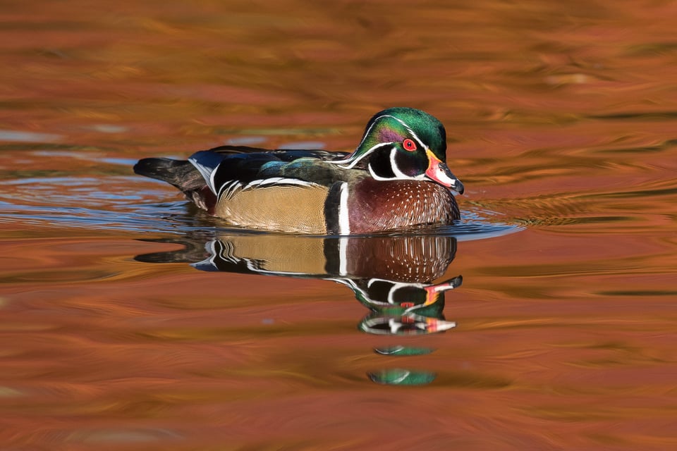 Wood Duck #2