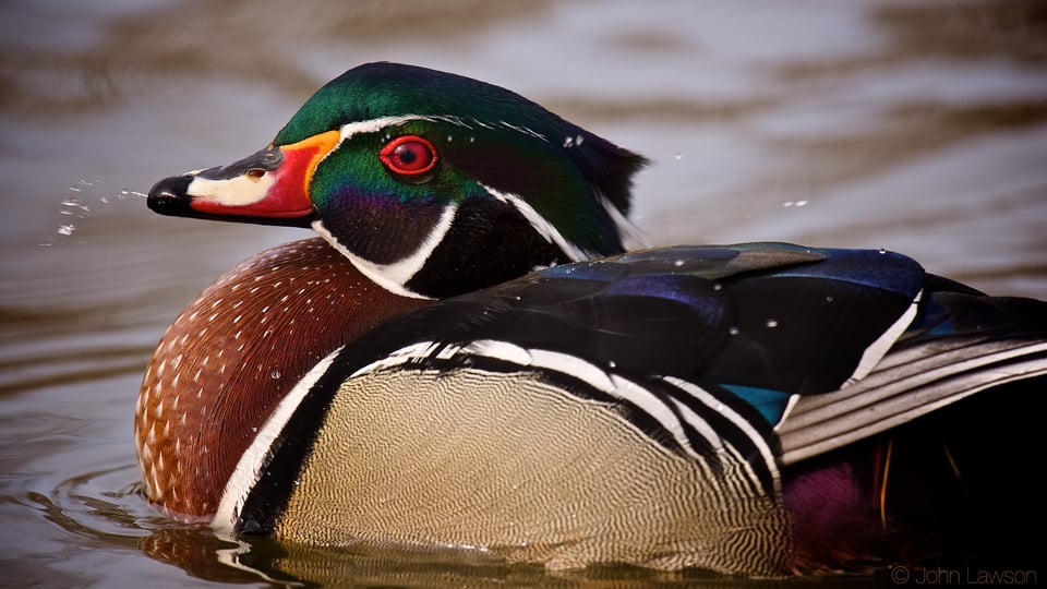 Wood Duck ISO 1000 f_8 1_1250s 600mm