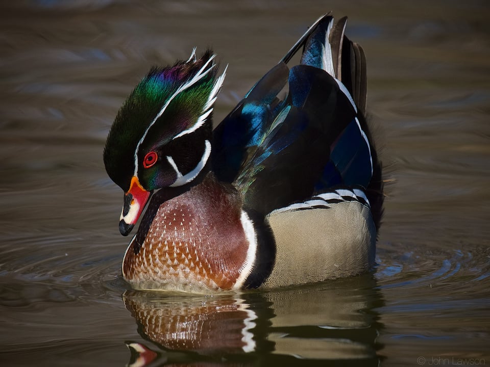 Wood Duck ISO 1400 f_8 1_3200s 600mm