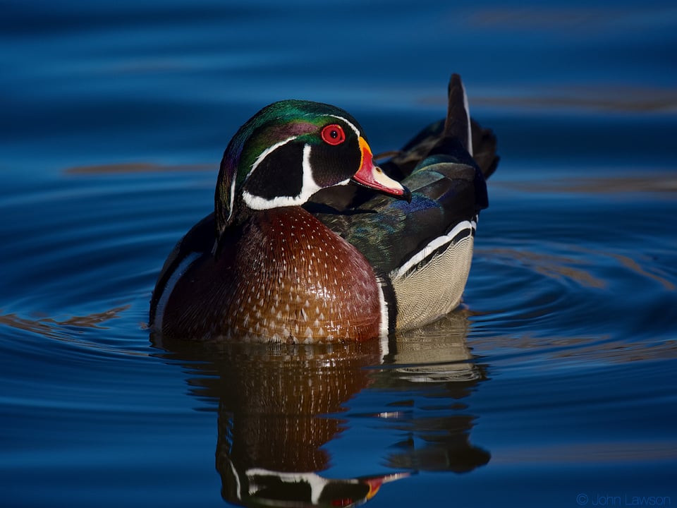 Wood Duck ISO 640 f_8 1_1600s 600mm