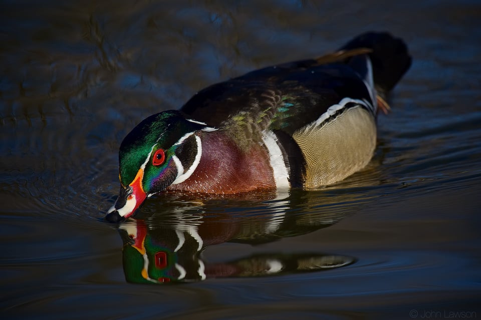 Wood Duck ISO 800 f_8 1_1600s 600mm