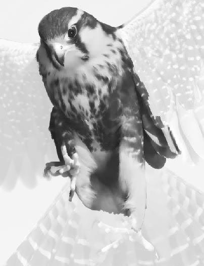 Aplomado Falcon Tutorial Aplomado Falcon Tutorial