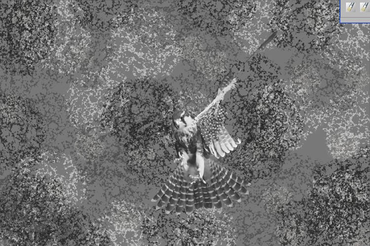 Aplomado Falcon Tutorial Aplomado Falcon Tutorial
