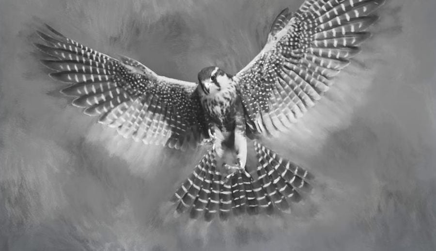 Aplomado Falcon Tutorial Aplomado Falcon Tutorial