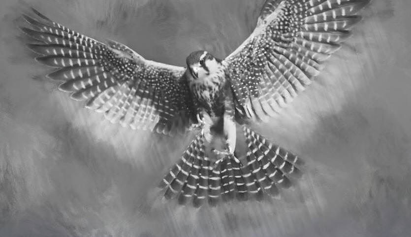 Aplomado Falcon Tutorial Aplomado Falcon Tutorial