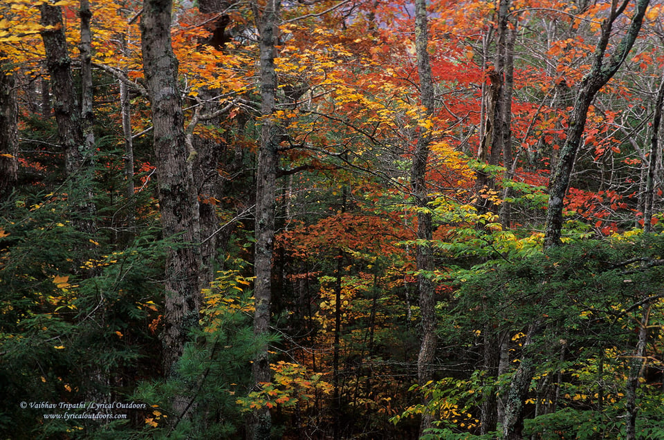 Acadia National Park (14)