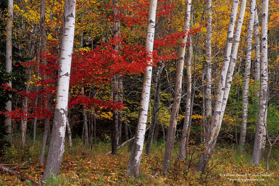 Acadia National Park (3)