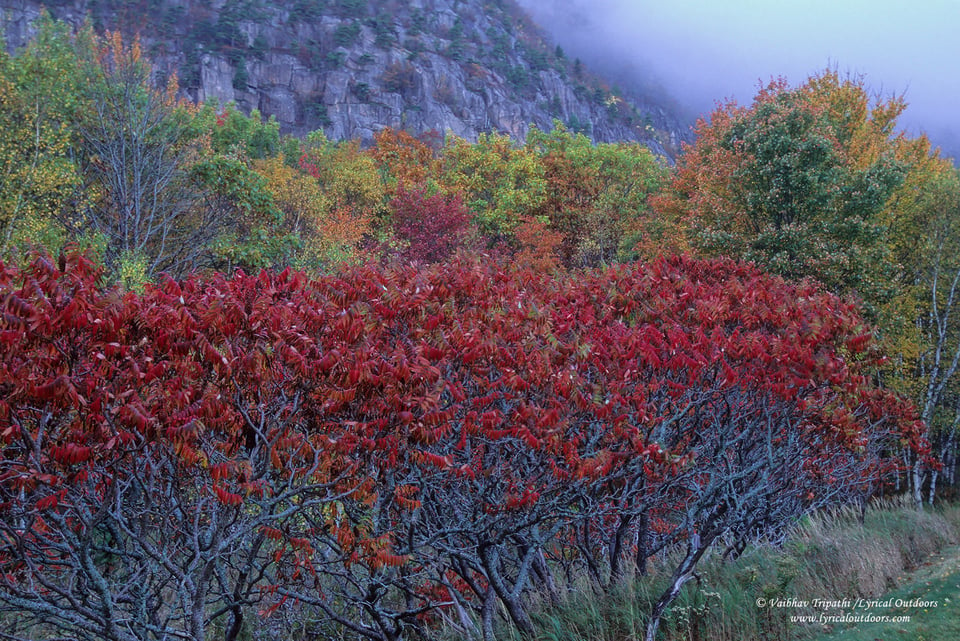 Acadia National Park (9)