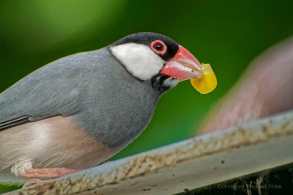 Bird Kingdom IMage 8 Bird Kingdom IMage 8