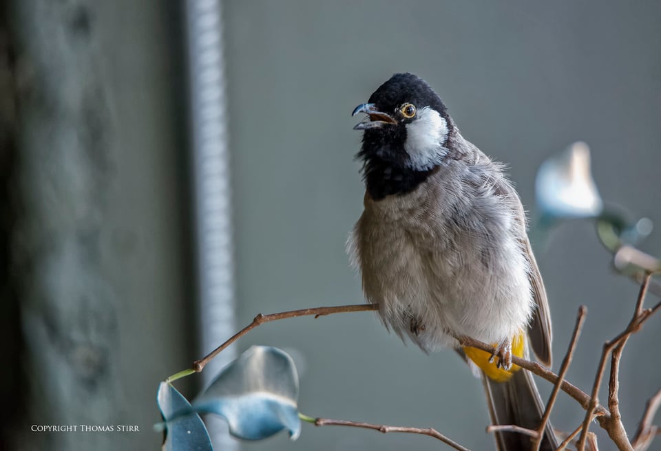 Bird Kingdom Image 12 Bird Kingdom Image 12