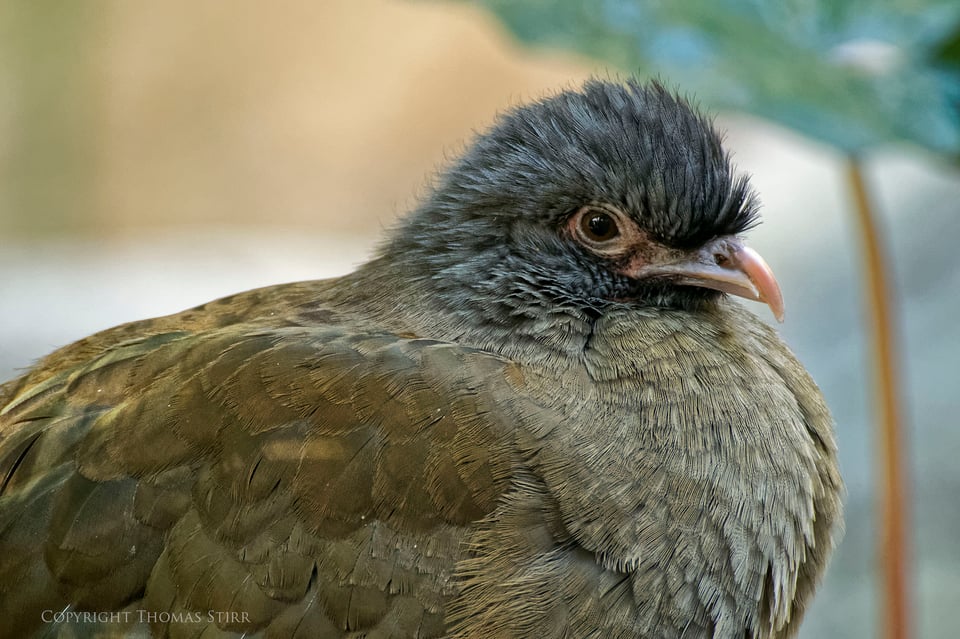 Bird Kingdom Image 4 Bird Kingdom Image 4